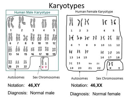 Human Female Karyotype