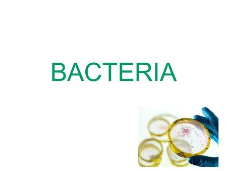 1 BACTERIA. 2 2 Bacterial colony Figure 4.1 4 4.