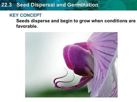Animals, wind, and water can spread seeds.