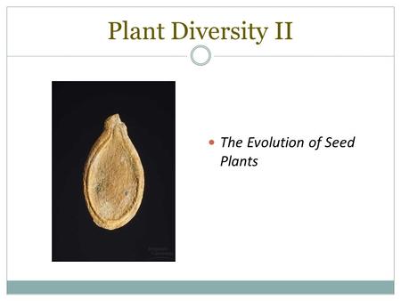Plant Diversity II The Evolution of Seed Plants.