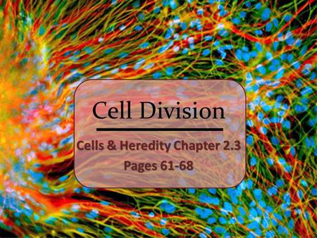 Cells & Heredity Chapter 2.3 Pages 61-68