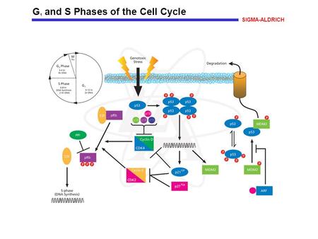G 1 and S Phases of the Cell Cycle SIGMA-ALDRICH.