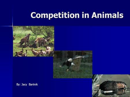 Competition in Animals By: Jacy Bartnik. Competition Competition Competition: common demand by two or more organisms for environmental resources that.