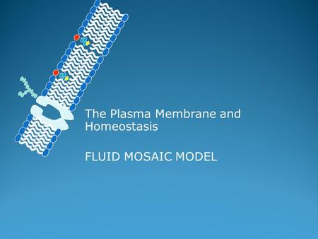 The Plasma Membrane and Homeostasis FLUID MOSAIC MODEL.