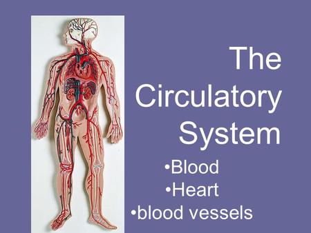 The Circulatory System Blood Heart blood vessels.