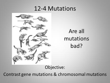 12-4 Mutations Objective: Contrast gene mutations & chromosomal mutations Are all mutations bad?