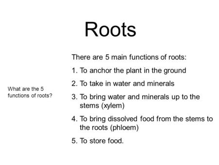 Roots There are 5 main functions of roots: