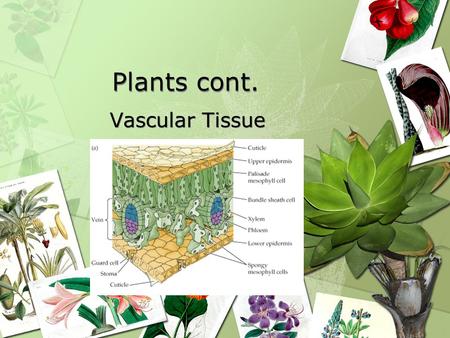 Plants cont. Vascular Tissue. Vascular Tissue Cells Series of tubes that transport fluids throughout the plant 2 types of vascular tissue: xylem and phloem.
