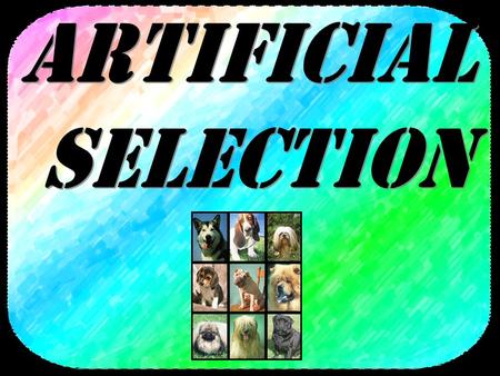 Artificial_Selection.asf Wild dogsTerriers Collies Viemerana Look at the difference between these species of dog below: