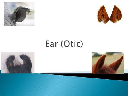Auricle/Pinna Problems  alopecia  swelling  hematomas  parasites External Auditory Canal Problems  foreign body  parasites  bacteria/yeast infections.
