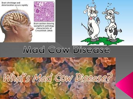  slowly progressive, degenerative, and fatal disease affecting the central nervous system of adult cattle.  abnormal version of a protein normally found.