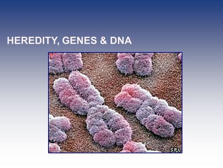HEREDITY, GENES & DNA. ENDURING UNDERSTANDINGS * Heredity is the passing of traits from parents to offspring. * DNA is a double helix made up of nucleotides.