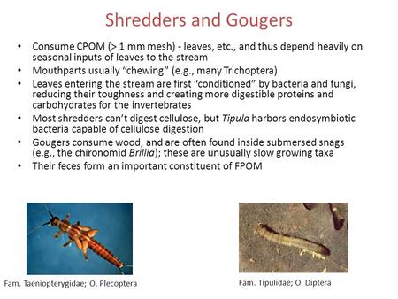 Shredders and Gougers Consume CPOM (> 1 mm mesh) - leaves, etc., and thus depend heavily on seasonal inputs of leaves to the stream Mouthparts usually.