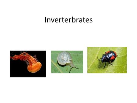 Inverterbrates. sponges Simplest invertebrate Live in salt water 2 layers of cells Attach to one spot.