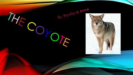 THE COYOTE By: Brynley & Anna. Introduction This presentation is all about Coyotes and how cool they are!