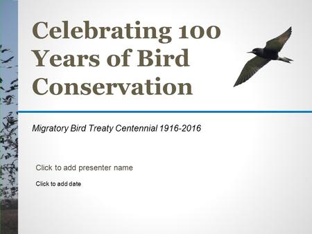 Celebrating 100 Years of Bird Conservation Click to add presenter name Click to add date Migratory Bird Treaty Centennial 1916-2016.