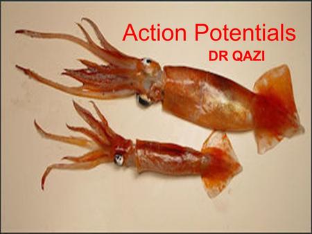 Action Potentials DR QAZI. OBJECTIVES 1.Define the action potential. 2.Describe the changes during action potential. 3.Discuss conduction (propagation)