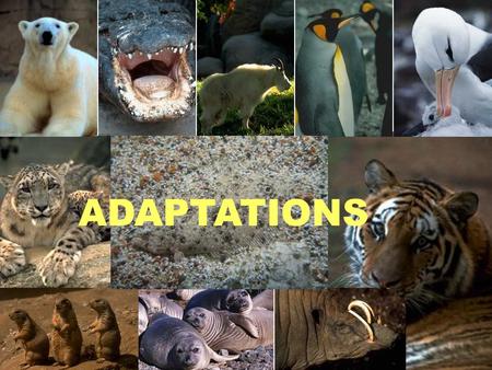 ADAPTATIONS. WHAT IS A TRAIT? WHAT ARE SOME TRAITS WE HAVE? WHY? WHAT ARE SOME TRAITS PLANTS HAVE? WHY?... a characteristic.