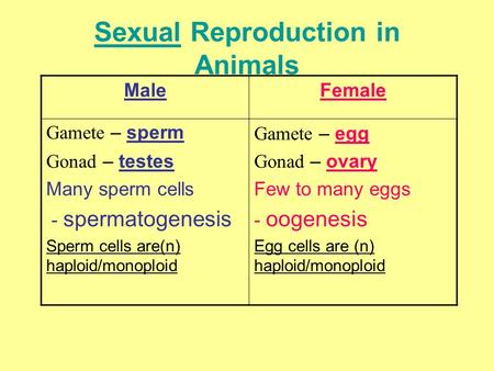 Sexual Reproduction in Animals MaleFemale Gamete – sperm Gonad – testes Many sperm cells - spermatogenesis Sperm cells are(n) haploid/monoploid Gamete.