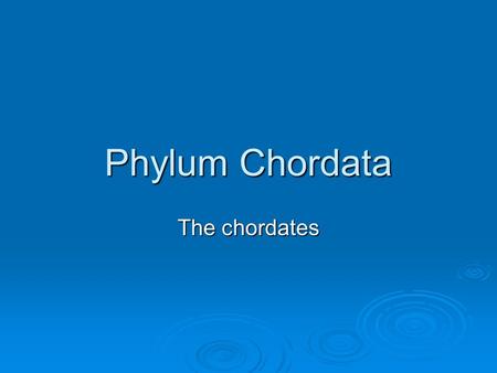Phylum Chordata The chordates. Five Chordate Hallmarks  Notochord – flexible rodlike structure; extending length of body.