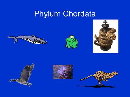 Phylum Chordata. Nonvertebrate chordates Fishes Amphibians Reptiles Birds Mammals Invertebrate ancestor Chordate Cladogram.