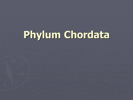 Phylum Chordata. Characteristics of Chordates ► Notochord ► Dorsal nerve cord ► Pharyngeal pouches or gill slits ► Postanal tail.