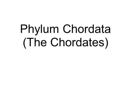 Phylum Chordata (The Chordates). What is a chordate? Classification: Kingdom Animalia, Phylum Chordata Four Phylum Characteristics Notochord: supportive.