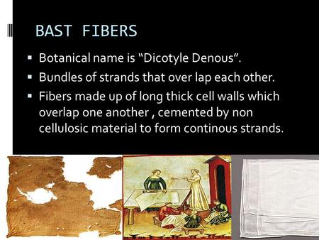 BAST FIBERS  Botanical name is “Dicotyle Denous”.  Bundles of strands that over lap each other.  Fibers made up of long thick cell walls which overlap.