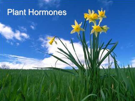 Plant Hormones.