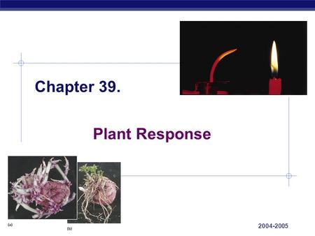 AP Biology 2004-2005 Chapter 39. Plant Response. AP Biology 2004-2005 Plant Reactions  Stimuli & a Stationary Life  animals respond to stimuli by changing.