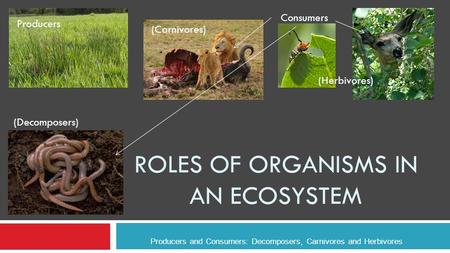 ROLES OF ORGANISMS IN AN ECOSYSTEM Producers and Consumers: Decomposers, Carnivores and Herbivores Producers Consumers (Carnivores) (Herbivores) (Decomposers)