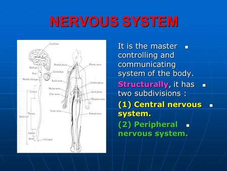 NERVOUS SYSTEM It is the master controlling and communicating system of the body. Structurally, it has two subdivisions : (1) Central nervous system. (2)