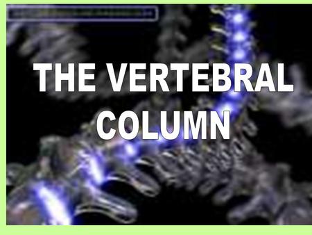 Skeletal System The Vertebral column. Outcomes By the end of this lesson, I will be able to: Know the structure of the vertebral column. Understand the.