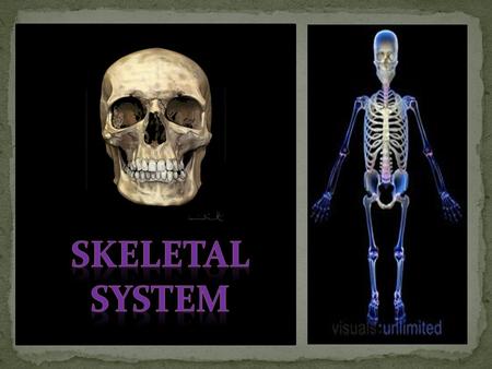 Skeletal system is the system of bones, associated cartilages and joints of human body. Together these structures form the human skeleton. Skeleton.