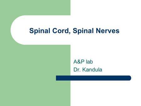 Spinal Cord, Spinal Nerves