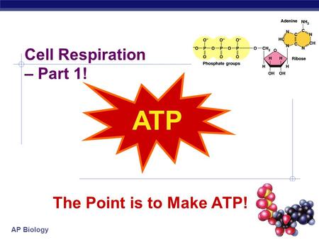 AP Biology The Point is to Make ATP! ATP Cell Respiration – Part 1!