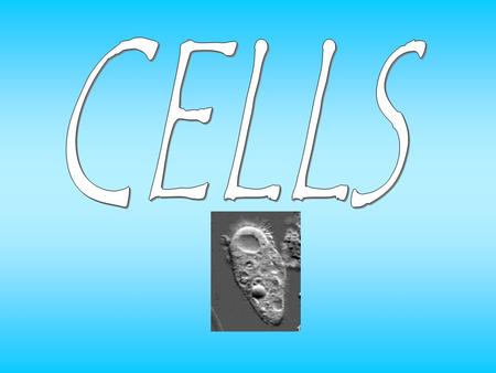Cytoplasm: Gel-like material inside cells Cell Membrane: “GATE KEEPER”— Controls what goes in and out Clip.
