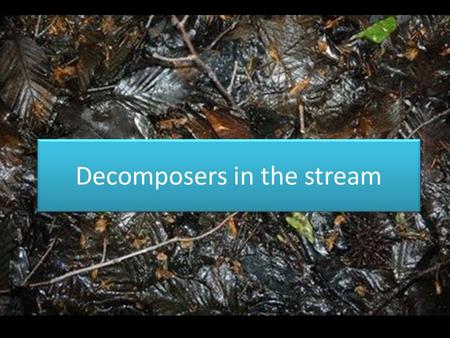 Decomposers in the stream. When we think of fungi, we usually think of mold on our food or mushrooms.