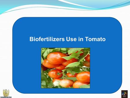 Biofertilizers Use in Tomato. Introduction  Biofertilizers are ready to use live formulations of beneficial microorganisms which on application, mobilize.