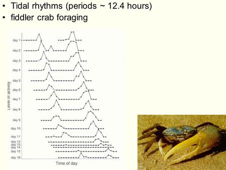Tidal rhythms (periods ~ 12.4 hours) fiddler crab foraging.