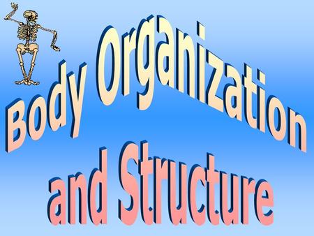 Body Organization and Structure.