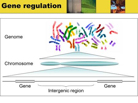 Gene regulation. How does DNA make different cells? All cells have a full set of DNA Not all the DNA is expressed in each one Promoters and repressors.