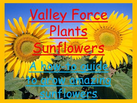 Valley Force Plants Sunflowers A how-to guide to grow amazing sunflowers.