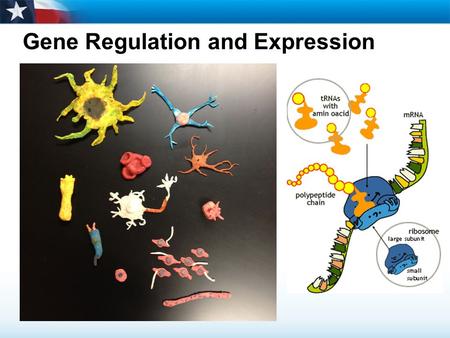Gene Regulation and Expression. Learning Objectives  Describe gene regulation in prokaryotes.  Explain how most eukaryotic genes are regulated.  Relate.