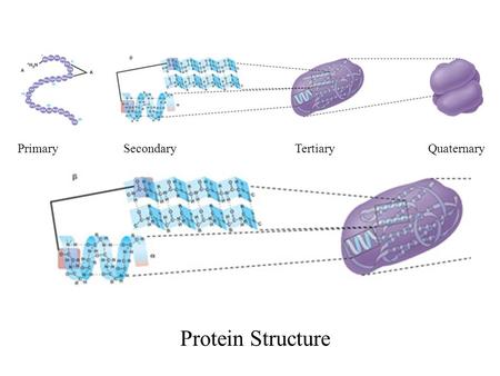 Primary Secondary Tertiary Quaternary Protein Structure.
