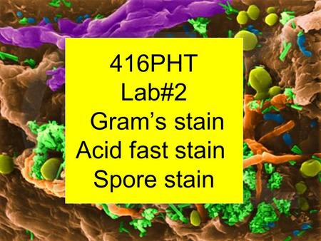 416PHT Lab#2 Gram’s stain Acid fast stain Spore stain