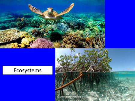 Ecosystems. Environment and Habitat Environment Abiotic factors Biotic factors Habitat Specific place where organism is found Marine - characterized primarily.