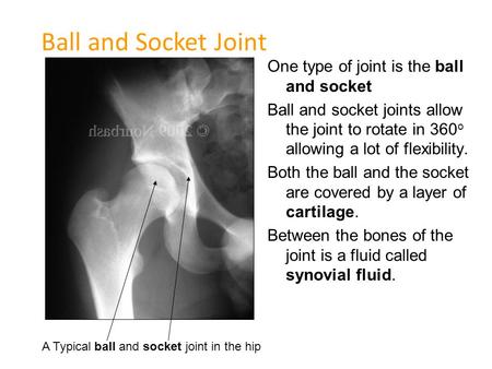 One type of joint is the ball and socket Ball and socket joints allow the joint to rotate in 360 o allowing a lot of flexibility. Both the ball and the.