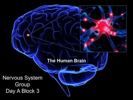 The Human Brain Nervous System Group Day A Block 3.