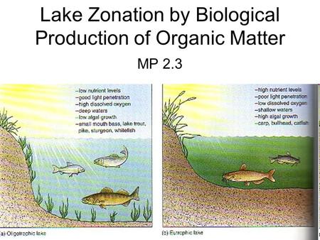 Lake Zonation by Biological Production of Organic Matter MP 2.3.